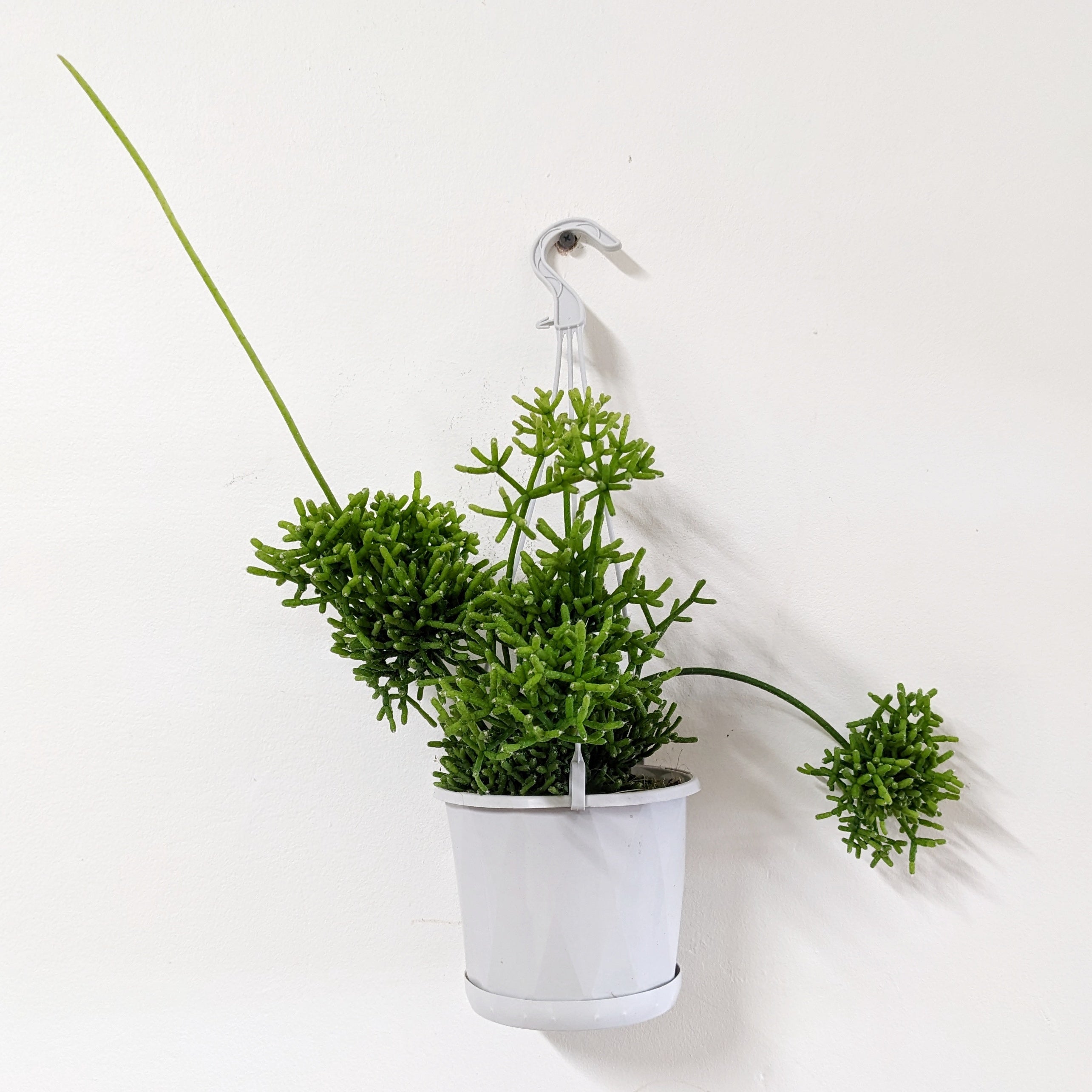 Rhipsalis cereuscula - 13cm pot